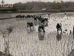 Para petani menanam padi di sawah sekitar tahun 1900 - KITLV