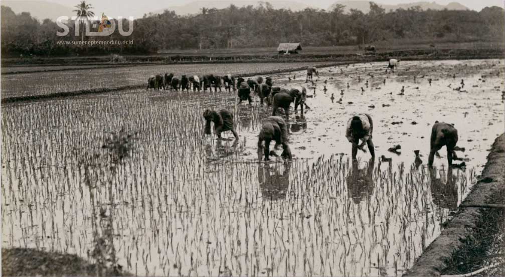 Para petani menanam padi di sawah sekitar tahun 1900 - KITLV